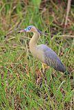 Whistling Heron